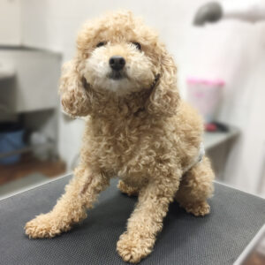 よろしくトイプー