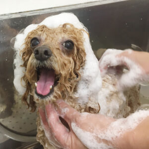 シャンプートイプー