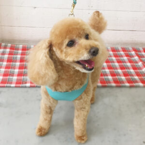 仕上がりトイプー