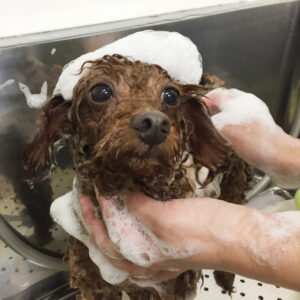 シャンプートイプー