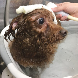 お風呂トイプー