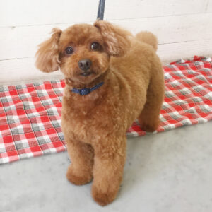 仕上がりトイプー