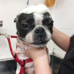 シャンプーボストン