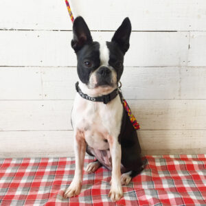 仕上がりボストン