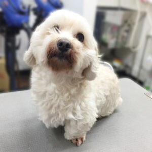 よろしくミックス