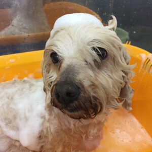 シャンプーミックス