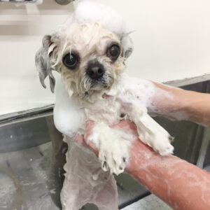 シャンプーミックス