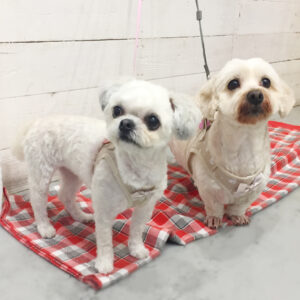 仕上がりミックス