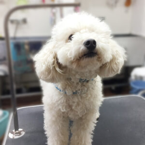 よろしくトイプー