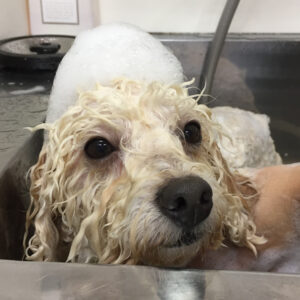 シャンプートイプー