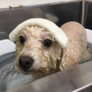 お風呂トイプー