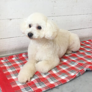 仕上がりトイプー