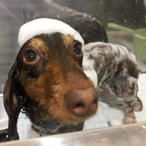 シャンプーダックス