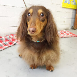 仕上がりダックス