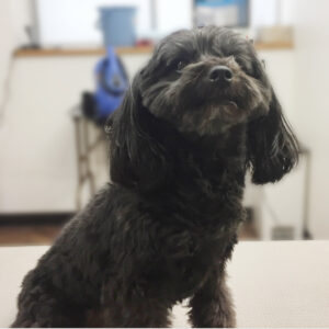 よろしくミックス