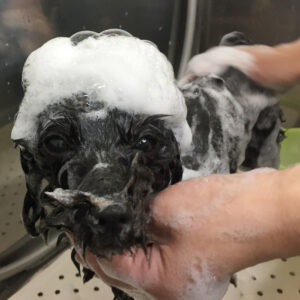 シャンプーミックス