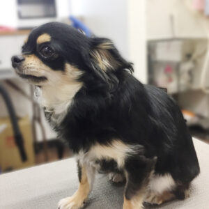 よろしくチワワ