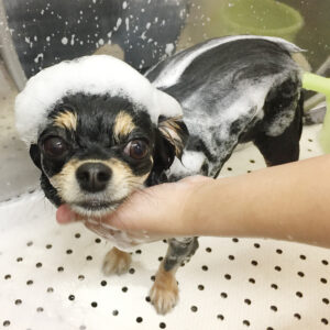 シャンプーチワワ