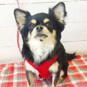 仕上がりチワワ