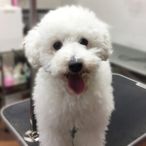 よろしくトイプー