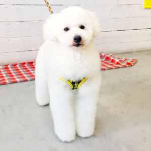 仕上がりトイプー