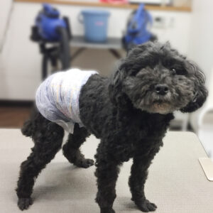 よろしくトイプー