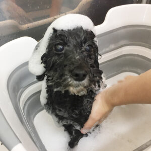 シャンプートイプー