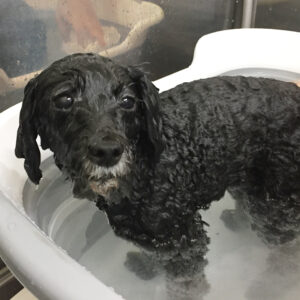 お風呂トイプー