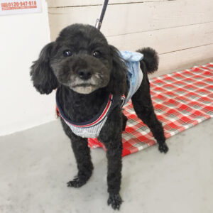 仕上がりトイプー