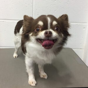 よろしくチワワ