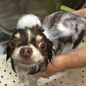 シャンプーチワワ