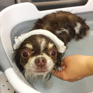 お風呂チワワ