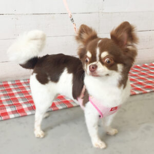 仕上がりチワワ