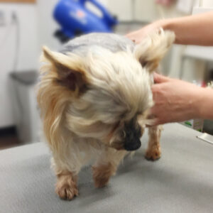 よろしくヨーキー