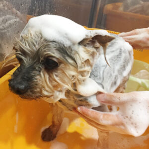 シャンプーヨーキー