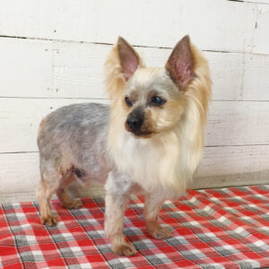 仕上がりヨーキー