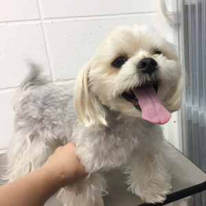 よろしくミックス