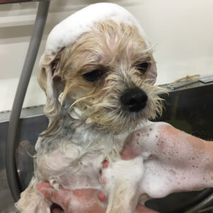 シャンプーミックス