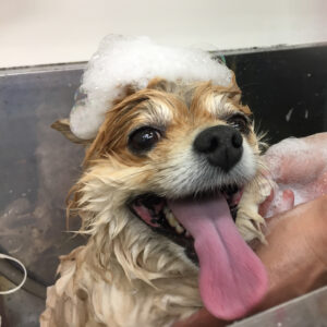 シャンプーポメ