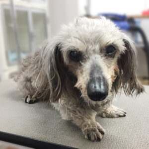 よろしくダックス