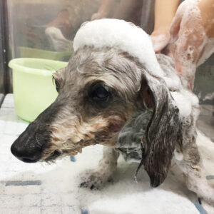 シャンプーダックス