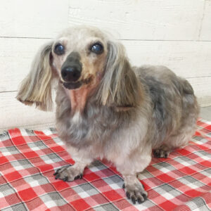 仕上がりダックス