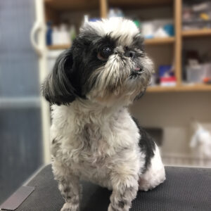 よろしくシーズー