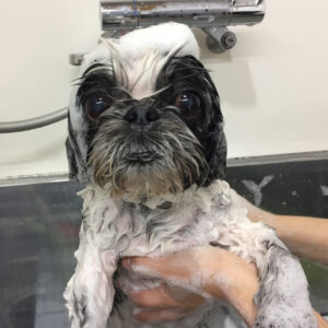 シャンプーシーズー