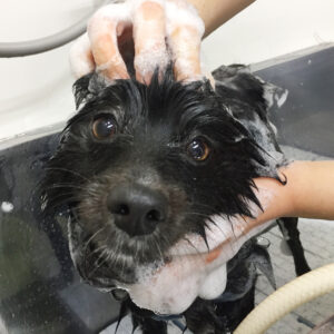 シャンプーポメ