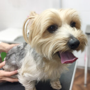 よろしくヨーキー