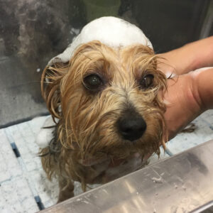 シャンプーヨーキー