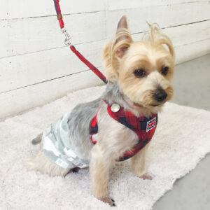 仕上がりヨーキー