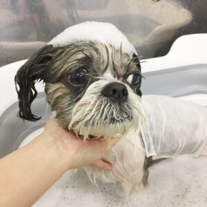 シャンプーシーズー