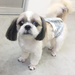 仕上がりシーズー